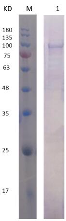 12% SDS-PAGE analysis profiles of purified PA2976-1-750 (CBB stained).